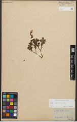Foto von Salix starkeana Willd.